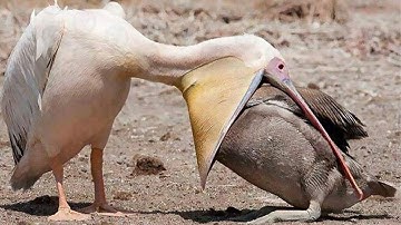 11 Most Amazing Bird Attacks Caught on Camera In 2022