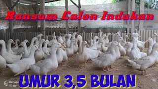 Cara Pakan Bebek Peking Untuk Indukan #indukan #dod #pedaging #penetasanbebek