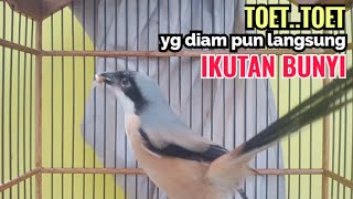 cendet gacor toet toet MATERI MEWAH sekali putar bikin cendet langsung nyaut IKUT BUNYI toet toet