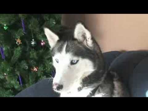 My Siberian Husky, Diesel after he broke our new Plasma TV