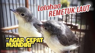 Remetuk Laut anakan cepat MANDIRI