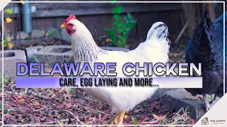 Delaware Chicken: Care, Egg Laying and Is It The Right Chicken For You