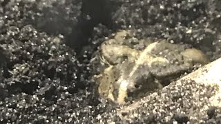 My Frogs Eating