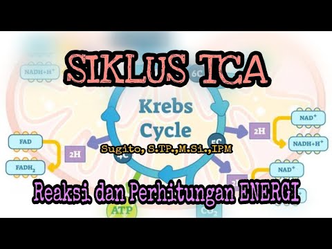 Siklus TCA, Siklus Krebs, Siklus Asam Sitrat Induk dari metabolisme energi