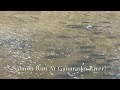 Salmon run at ganaraska river fishing  salmon viral