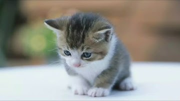 nada dering suara anak kucing