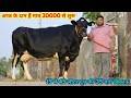 30000 से दाम शुरू, 45 लीटर तक दूध देने वाली 35 गाय बिकाऊ, High Milking Cows at SK Dairy Farm, PB