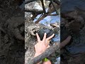 GIANT MUDCRAB Barehanded Catch