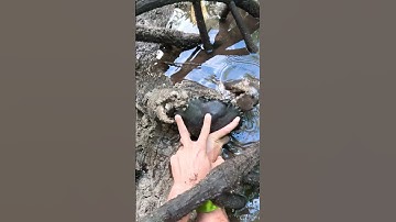 GIANT MUDCRAB Barehanded Catch