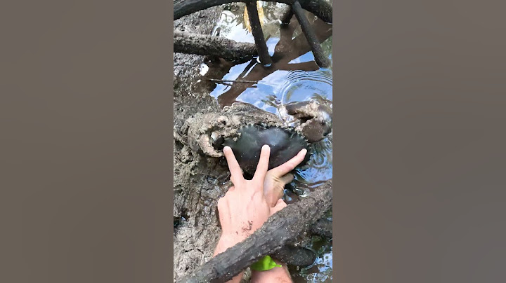 GIANT MUDCRAB Barehanded Catch