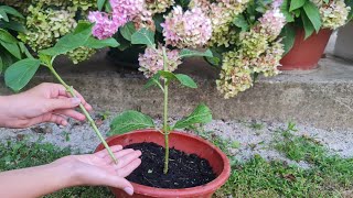 Now is the time to propagate hydrangeas  this is the easiest way