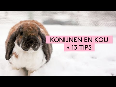 Video: Konijnen Houden In De Winter