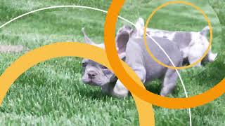 Barb Miller's French Bulldog Puppies B by Mt Hope Puppies 62 views 6 days ago 54 seconds