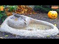 Highlights Today (sparrow hawk, jay, magpie, bathing...) Recke, Germany - Oct. 23, 2020