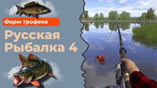 СТРИМ РР4 \ STREAM RR4 \ Русская рыбалка 4\ Трофеи