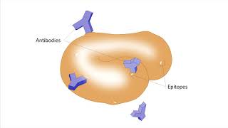 Introduction to Immunology (part 3) by Irwan's Work Channel 542 views 2 years ago 16 minutes