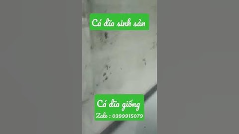cá dĩa sinh sản I cá dĩa giống I cá dĩa đẻ I cá dĩa bắt cặp