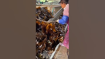 Kelp Harvesting: A Glimpse into Seaweed Processing