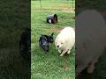 Ash the german shorthair pointer playing with his goat friends shorts short