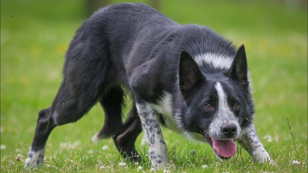 Cash 00/397671 Lot no 103 Dolgellau online sale 2nd July (Mr.L.Howells +44 7970 467544)