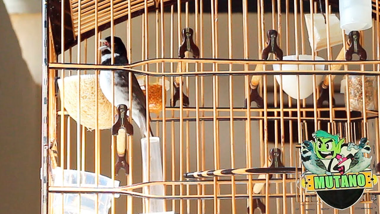 Canto De Coleiro Tui Tui Grego Coleiro Mineiro Grego Maquina De Cantos Conhecam O Coleiro Mutano 2019 Youtube