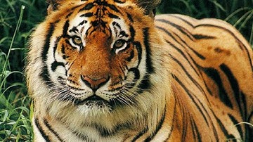 CS - Java Tutorial -15- Arrays in Java Simply