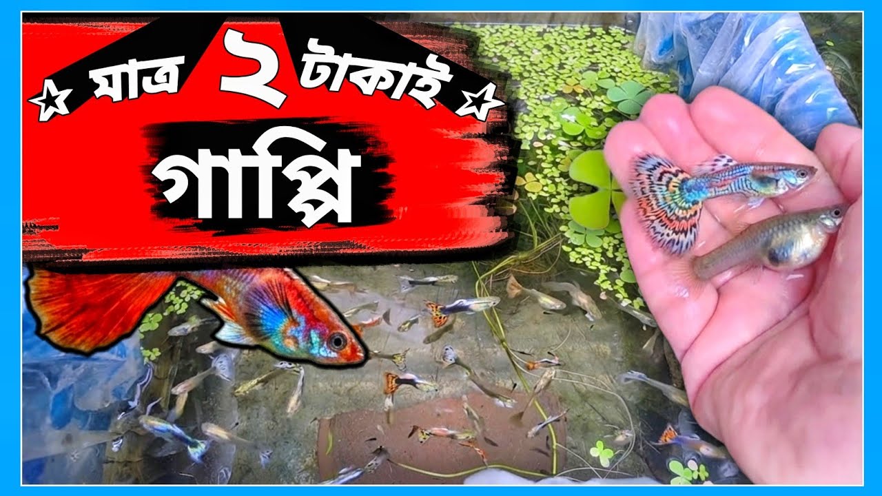 Mixed Guppy for Sale