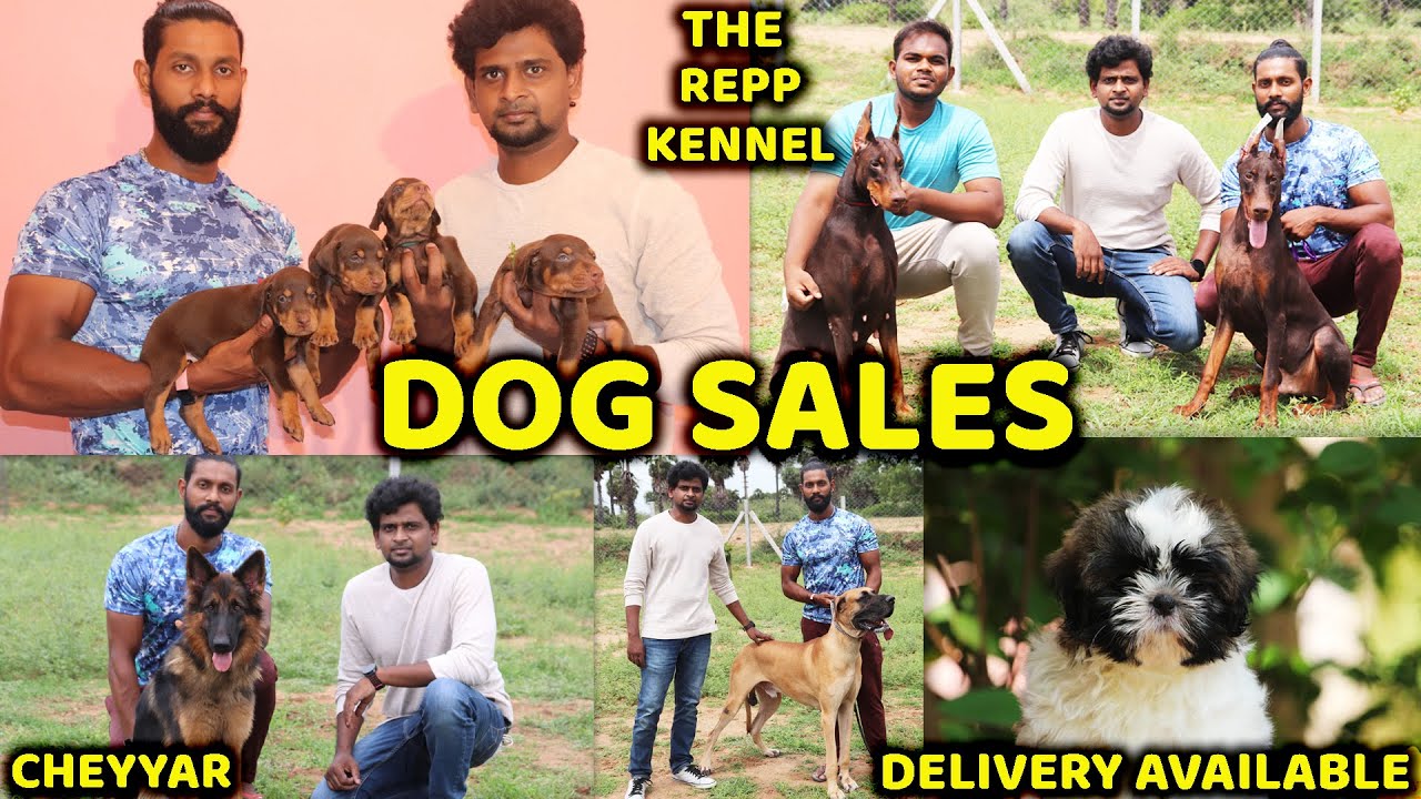 DOG For Sales/Delivery Available/Puppy's Price List/ Dog Kennel in