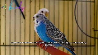 when do budgies lay eggs after mating?