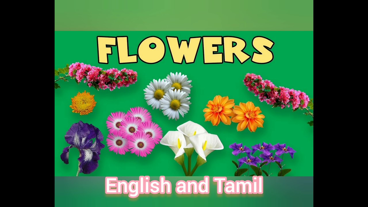 Слово цвести. Цветы на английском. Цветок in English for Kids. Карточки на английском цветок. Садовые цветы на английском языке.