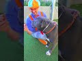 Blippi Loves Cuddling Puppies 🐶🐾