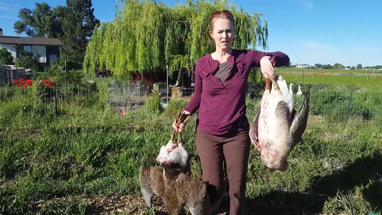 Butchering a Large Goose When You Are a Small Woman (Graphic)