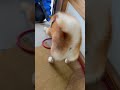 【柴犬】佐川急便さんと再会!