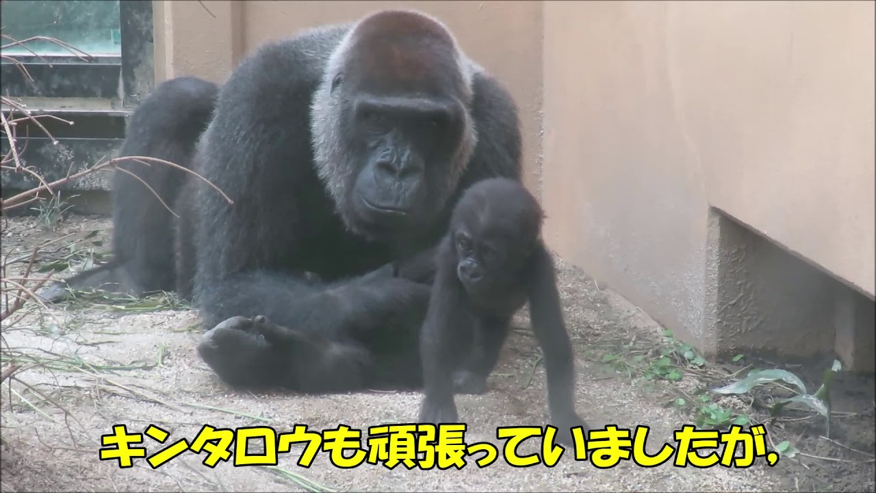 ゲンキ誕生日動画2020