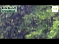 Forest RAIN & Light THUNDER-SLEEP Sounds-Close up RAIN-4K-Deep Sleep-Study-Beat Insomnia