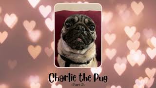 Charlie the Pug | Part 2