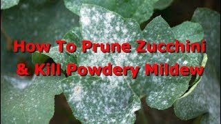 How To Prune Zucchini (And Treat Powdery Mildew)