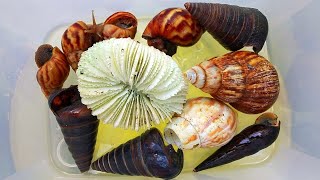 Hunting Snails! Mencari hewan-hewan Lucu, Bekicot, Keong mas, Kerang Dan Cangkang Siput