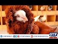 Amazing Pigeon Breeds in Karachi | Wild Pets with Aun, 2nd February 2020