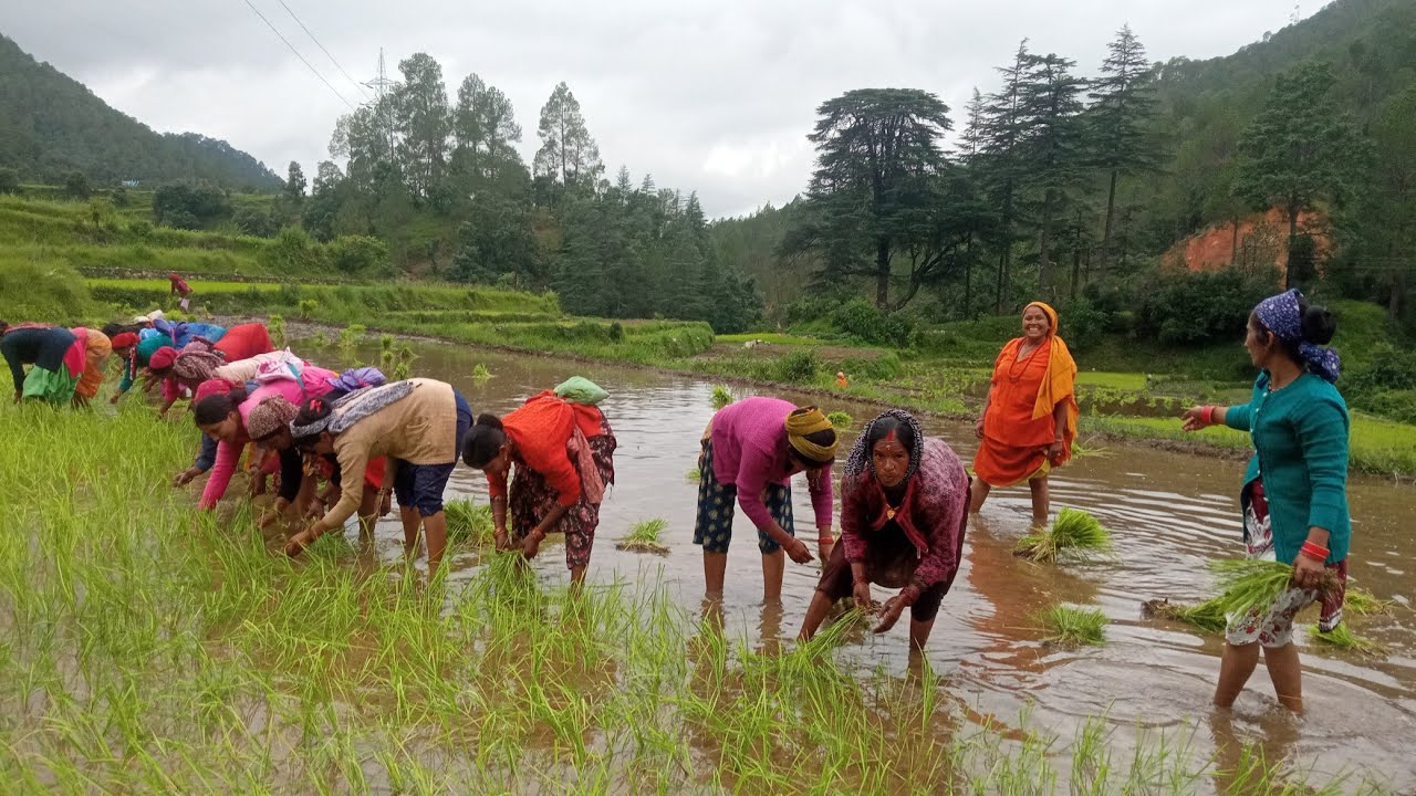 आज की रोपाई मायी जी लोगों की रोपाई में गजब के पहाड़ी गाने