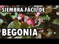 Begonia (Begonia rex)