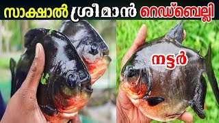 Redbully-Nutter റഡബലല-നടടർ Fish Farming Kerala Sanis Media