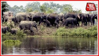 Animals Suffer Due To Floods In Kaziranga National Park Animals Suffer Due To Floods In Kaziranga National Park