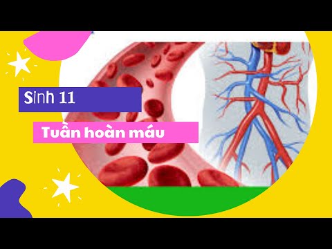 Video Sinh 11: Bài 18-19 - Tuần hoàn máu (Sinh động nhất) - YouTube