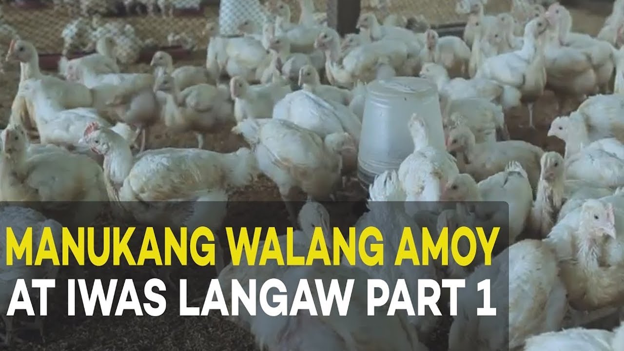 ⁣Manukang Walang Amoy at Iwas Langaw: Introduction and Benefits | Agribusiness Broiler Farming Part 1