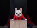 June 20th Shorts Funny Reaction June 20th Shorts Funny Reaction