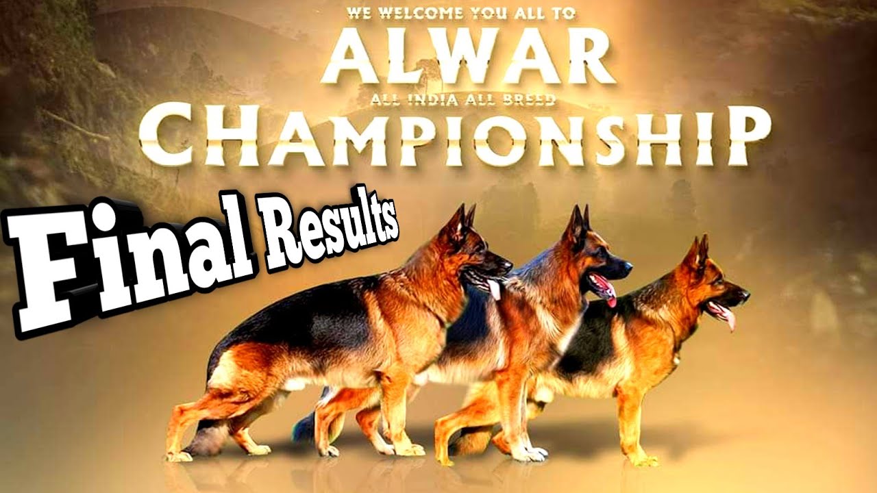 Kennel Club Alwar Dog Show 2022 Final Results KCI Dog Show YouTube Kennel Club Alwar Dog Show 2022 Final Results KCI Dog Show YouTube