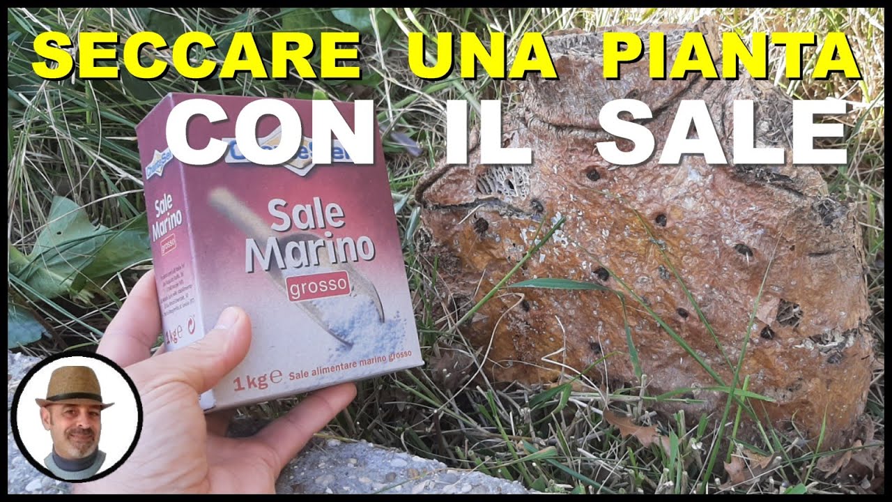 SECCARE LE PIANTE CON IL SALE DA CUCINA
