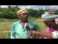 Rajkanika Farmers in Despair: Cyclone Montha Looms Over Golden Paddy Crop