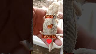 bearded dragon het zero update #beardeddragon #pets #reptiles #beardeddragonlover